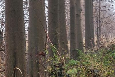 Spațiu comercial, în Chiajna - 2