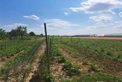 Casă cu 8 camere cu Teren 8300 Mp în Sânlazăr - 6