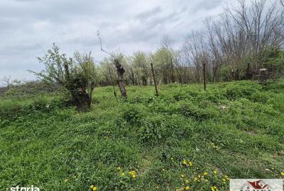 Teren de 1295 mp, în Berghin - 2