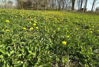 Teren de 3513 mp, în Vișinești - 4