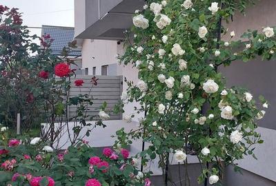 Casă cu 4 camere cu Teren 271 Mp în Berceni - 3