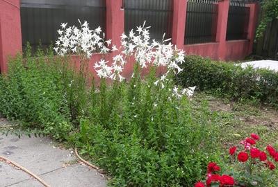 Pitaru, Dambovita - 3