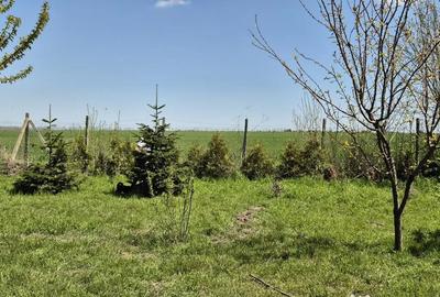 Teren de 1000 mp, în Oituz - 8