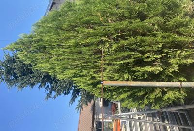 Casa de vanzare!!! - 4