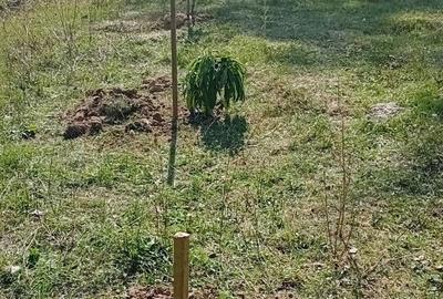 Teren de 9730 mp, în Țebea - 1