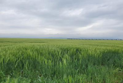 Teren Construcții intravilan de 9300 mp, în Tărlungeni - 2