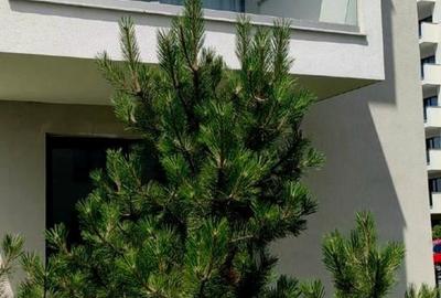 Apartament cu 2 camere în Băneasa - 10