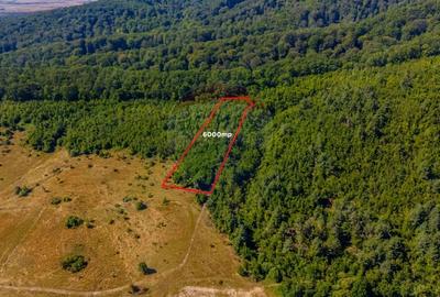 Teren de 6000 mp, în Crizbav - 8