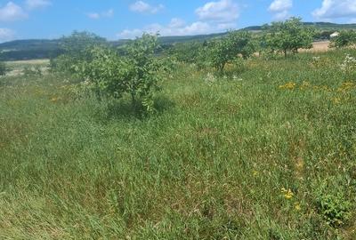 Teren agricol extravilan de 7000 mp, în Zvoriștea - 3