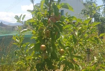 Casă cu Teren 1411 Mp în Sânpetru - 1