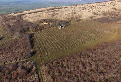 Vita-de-vie Premium  teren de 6800 mp în Covăsinț - 8