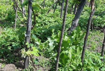 Casă cu 2 camere în Central