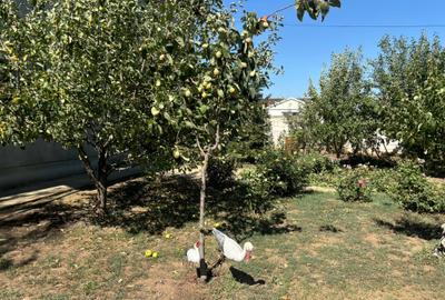 CASA LA CHEIE!!! DIRECT PROPRIETAR - 13