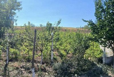 Casa de vanzare urgent cu vie ?i pomi fructiferi - 2