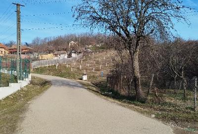 Teren de inchiriat pentru activitati apicole 1800mp - 1