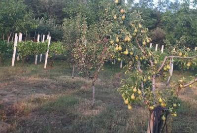 Casa tip cabana cu livada jud Alba - 4