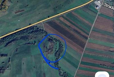 Teren de 10000 mp, în Bradu - 3