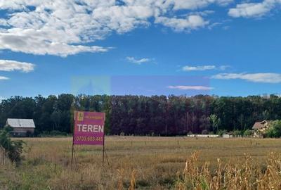 Gulia teren 11.157 mp, langa Padurea Cereanca - 1