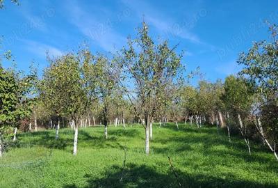 Casă cu 1 camere cu Teren 1390 Mp în Tinca - 1