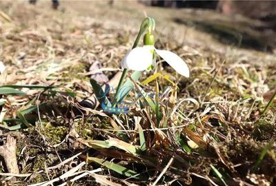 Teren de vanzare Breaza Frasinet, Prahova - 5