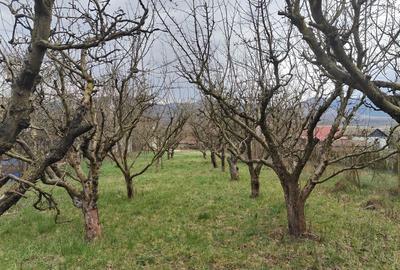 Casă cu 3 camere în Săcel - 1