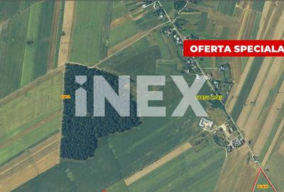 Padure stejar 20 ha de vanzare - Zona plana langa Autostrada Pitesti - 3