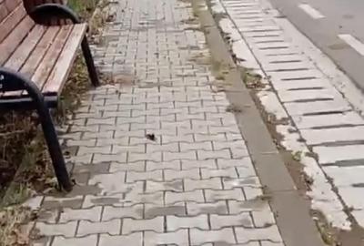 Casă în Iazu Nou - 5