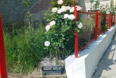 Casă cu 4 camere cu Teren 1240 Mp în Dacia - 5