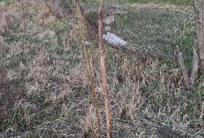 Casă cu 3 camere cu Teren 10000 Mp în Central - 7