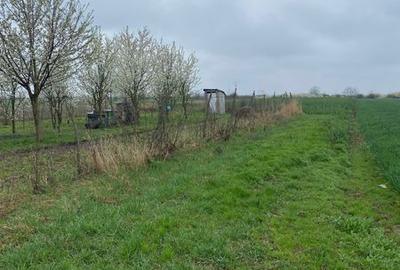 Teren de 5000 mp, în Lazuri - 5