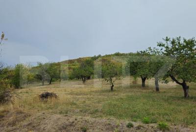 Teren extravilan 17524 mp, expunere sudica, Viforata - 2