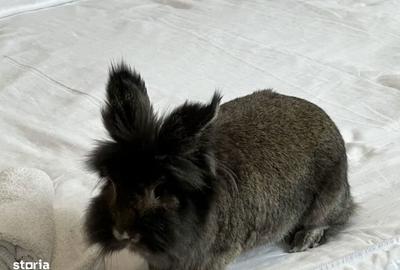 Garsonieră în Tei - 3