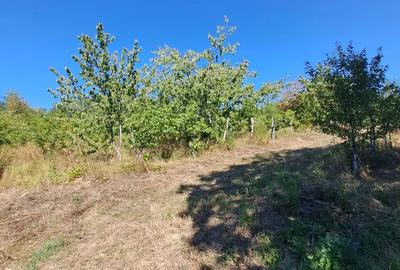 Vind casa comuna Cirlige sat Blidari cu livada si vie in jurul casei