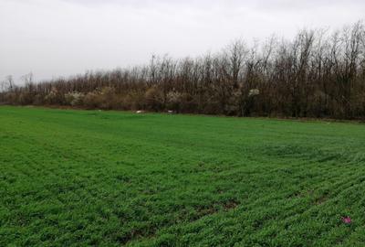 Teren agricol extravilan de 10000 mp, în Afumați - 2