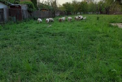 Teren de 1500 mp, în Exterior Vest - 1