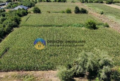 Teren intravilan 3866 mp Dumbrava Rosie - 5