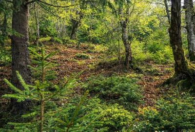 Teren în Zărnești - 7