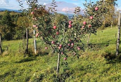 Casă cu 4 camere în Valea Hotarului - 2