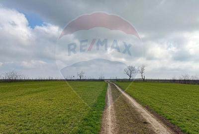 Teren agricol extravilan de 60000 mp, în Săcele - 4