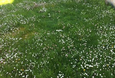 OVIDIU PARTEA CU GHIOLUL vila - 3