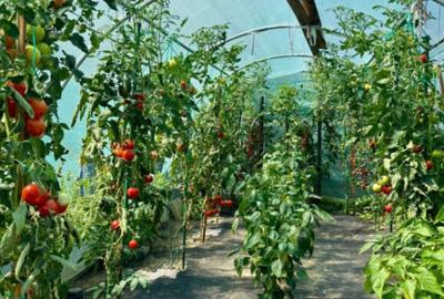 Casă cu 3 camere cu Teren 700 Mp în Satu Nou de Jos