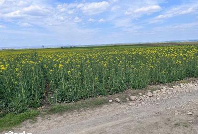 Teren de 3700 mp, în Călărași - 5