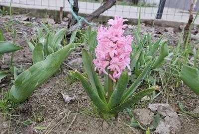 Casă în Mitreni - 3