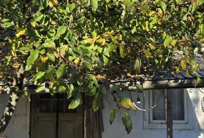 Casă cu 2 camere cu Teren 3500 Mp în Crasna - 1