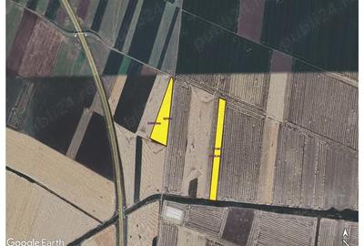 Teren de 50000 mp, în Sânnicolau Mic - 3