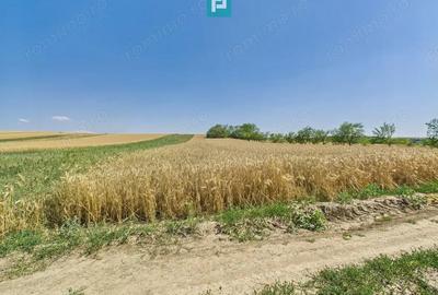 Teren intravilan + extravilan in Remetea Mica - 2