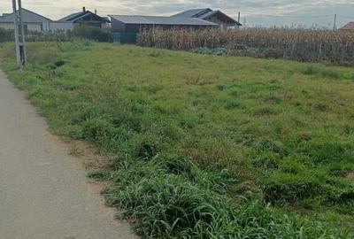 Mocira, 8 ari teren - 3