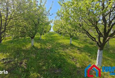 Teren de 1000 mp, în Roșia - 2