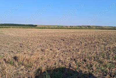 MCD Expert Imobiliare Vanzare teren agricol, Zona Izvoare - 1
