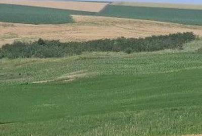 Teren Extravilan Aroneanu, ID: R2577828 - 8